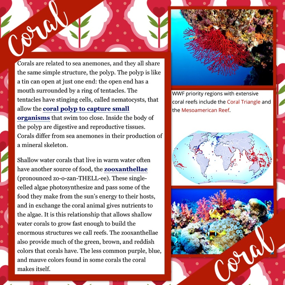 Coral Sterling Silver Adjustable Ring Euc / Nwot … - image 8